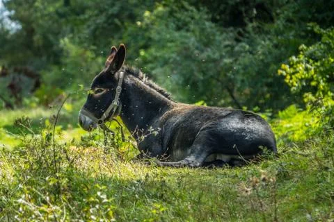 Donkey laying in the grass Stock Photos