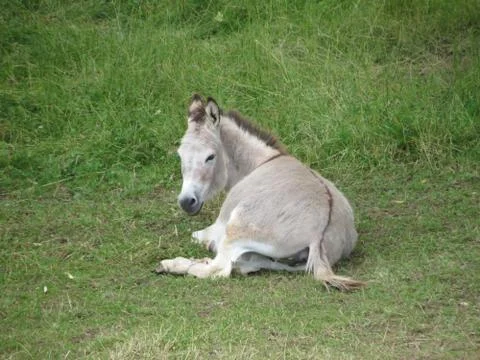 Donkey laying relaxed Stock Photos