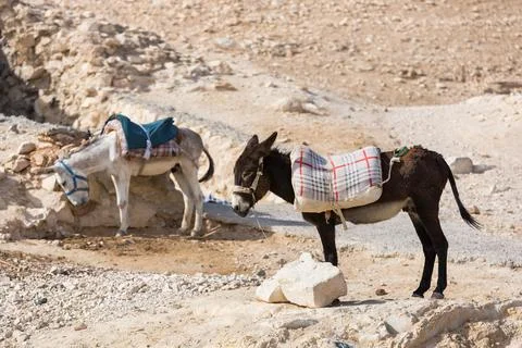 A donkey on a leash with a saddle. Stock Photos