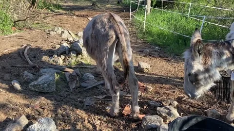 Donkey in Les Cévennes Stockbeeldmateriaal 348075852