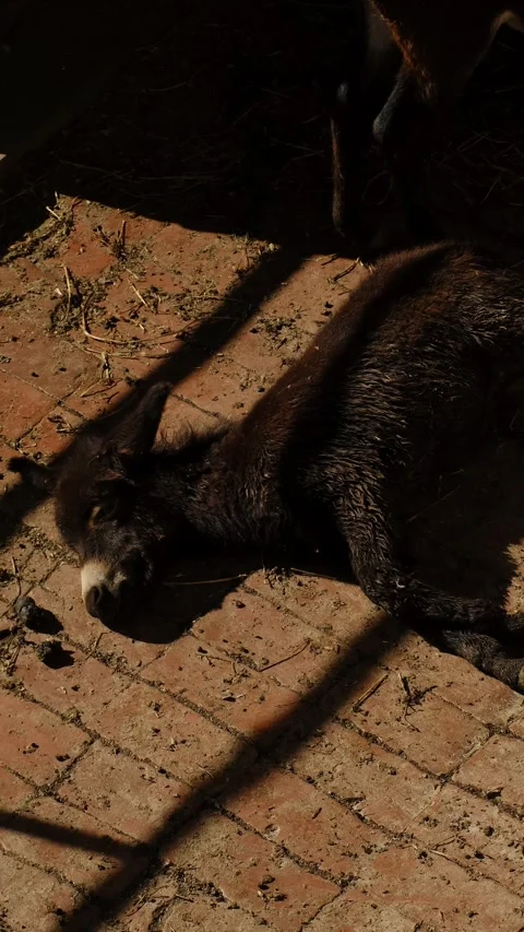 A donkey lies asleep on warm bricks, resting quietly in the sunlight. The calm Stock Footage 325741267