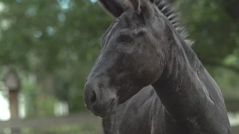 Donkey Looking Around Stock Footage 86215524