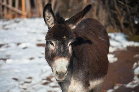 Donkey looking at the camera. Beast of burden Stock Photos