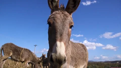 Donkey looking at the camera close up Stock Footage 294838067