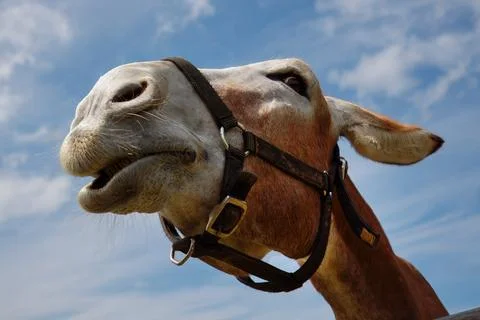 Donkey Looking Up with a Curious Expression Under Blue Sky Stock Photos