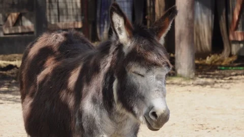 Donkey looking in different directions on the farm Video stock 249391683