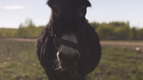 Donkey is looking forward at the camera moving his ears closeup Stock Footage 109424949