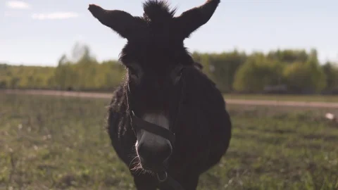 Donkey is looking forward at the camera moving his ears closeup Stock Footage 109425243