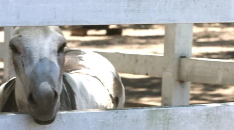 Donkey Looking Through Fence Stock Footage 64934102