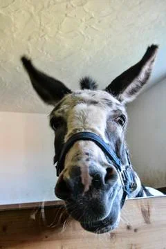 Donkey looks into the camera in the stable Stock Photos