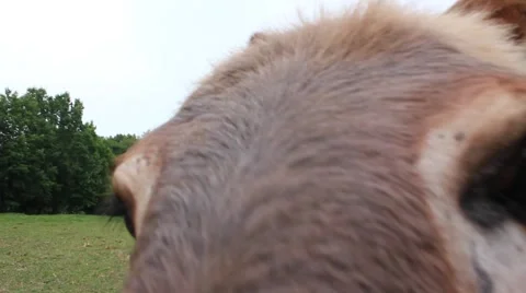 Donkey looks closely Stock Footage 6827115