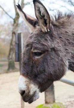 Donkey looks to the left Stock Photos