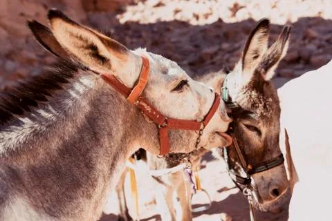 Donkey love Stock Photos