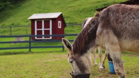 Donkey Lowering Head Into Bucket, Eating, Beautiful Farm, Parallax, 스톡 동영상 133567536