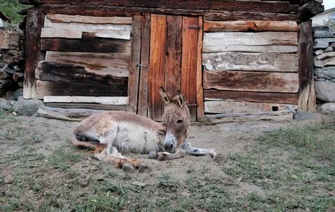 Donkey lying in front of the barn. Stock Photos