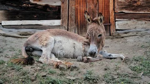 Donkey lying in front of the barn. Stock Photos