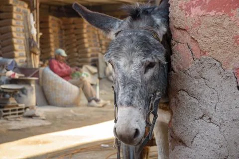 Donkey in Marrakesh, Morocco Stock Photos