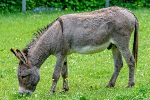 Donkey is in the meadow and eats Stock Photos