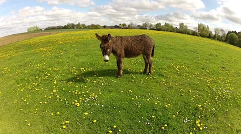 Donkey in the meadow. Stock Footage 32761836
