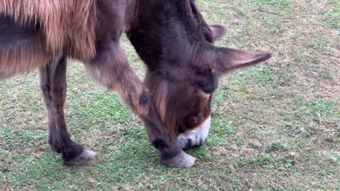 Donkey on a Meadow Stock Footage 315947181