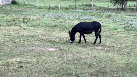 Donkey on a Meadow Stock Footage 315947186