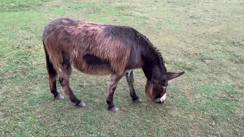 Donkey on a Meadow Stock Footage 315947189