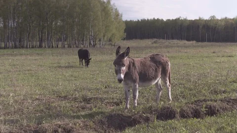 Donkey on a meadow looks forward at camera and go away Stock Footage 109424372