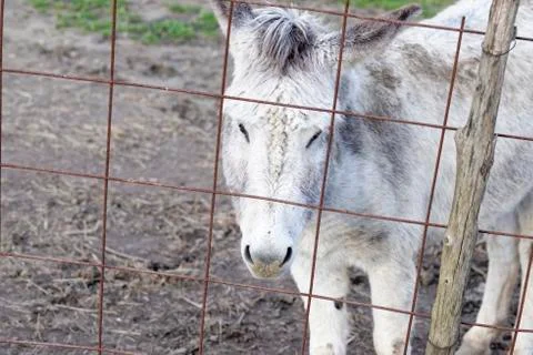 Donkey in a meadow Stock Photos