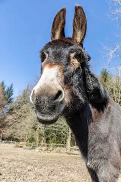 Donkey at the meadow Stock Photos