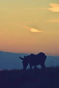 Donkey in the meadow at sunset Stock Photos