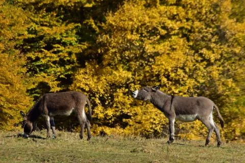 Donkey in the meadow at sunset Foto stock