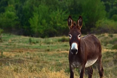 Donkey in the meadow at sunset Stock Photos