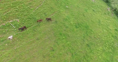 Donkey on a Meadow, Walking Donkey Pasturing, in the alps of austria Stock Footage 57661499