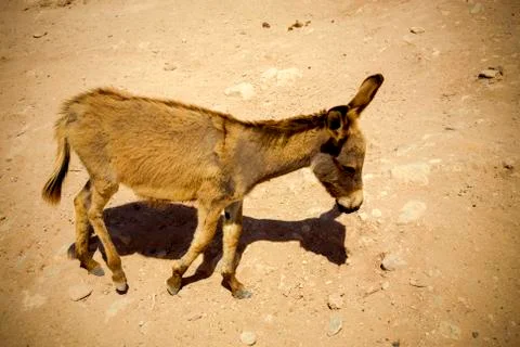 Donkey in the Medina Stock Photos