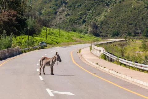 Donkey Middle Road Stock Photos