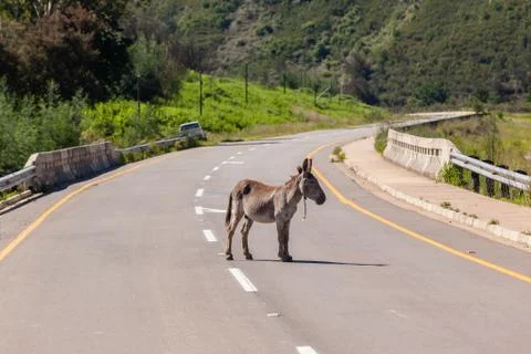 Donkey Middle Road Stock Photos
