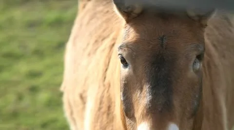 Donkey missing one eye Video stock 12732531