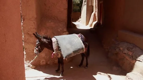Donkey in Morocco Stock Footage 52933999