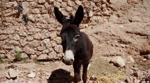 Donkey in Morocco Video stock 52934009
