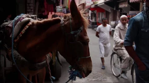 Donkey in Morocco Vidéo 52934810