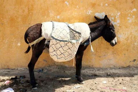 Donkey in morocco Stock Photos