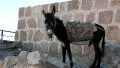 Donkey. Mount Sinai. Egypt HD Footage