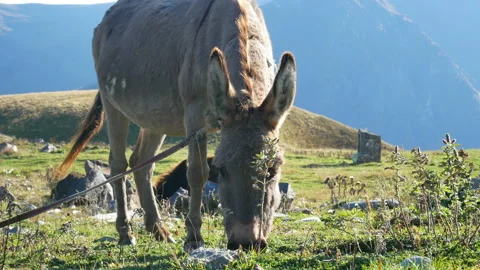 Donkey mountain nature Stock Footage 97672067