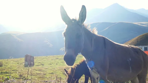 Donkey mountain nature Video stock 97672842