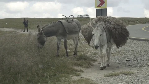 Donkey on mountain - ungraded Stock Footage 80525658