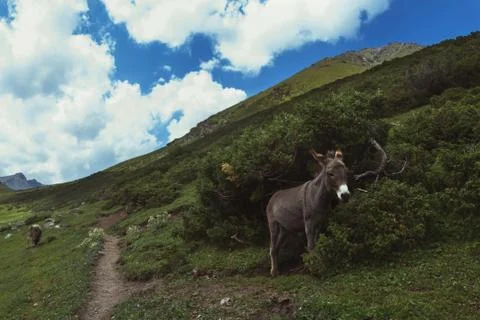 A donkey in the mountains, an animal in the zone of alpine meadows Stock Photos