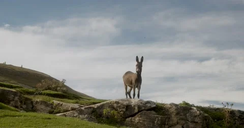 Donkey in the mountains Video stock 232136631