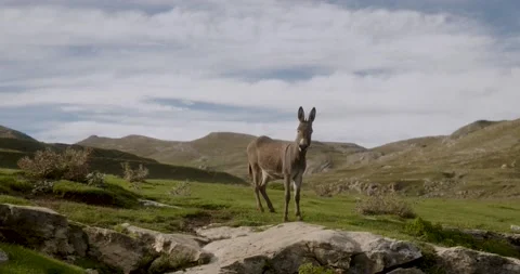 Donkey in the mountains Stock Footage 232136997