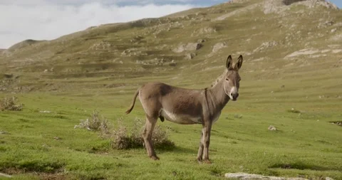 Donkey in the mountains Video stock 232137144