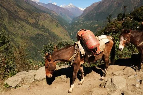 Donkey, mule carrying two big bottles of gas, on the trail between Salleri an Stock Photos